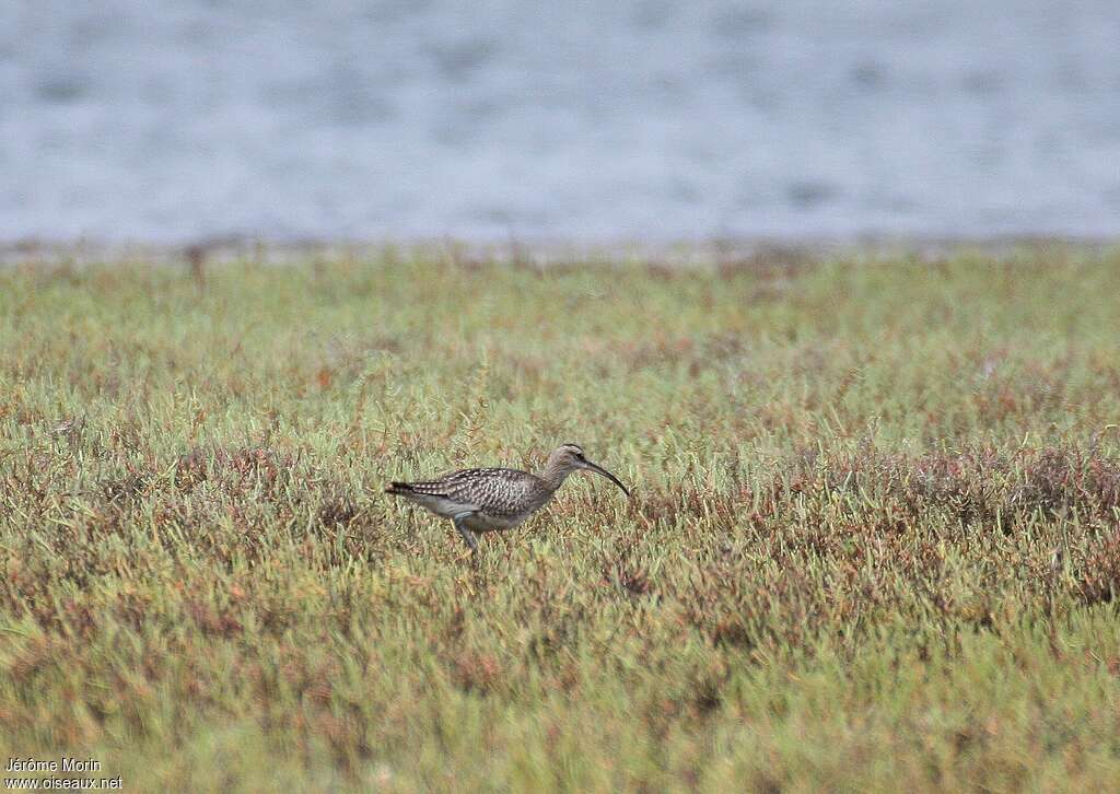 Whimbreladult, habitat, fishing/hunting