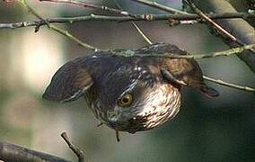 Eurasian Sparrowhawk