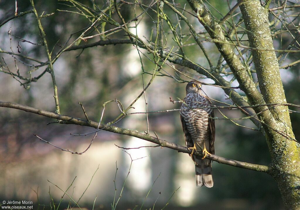 Eurasian Sparrowhawkadult, identification