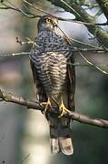 Eurasian Sparrowhawk