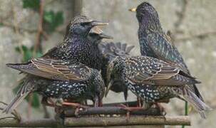 Common Starling