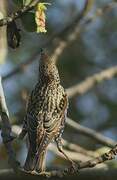 Common Starling