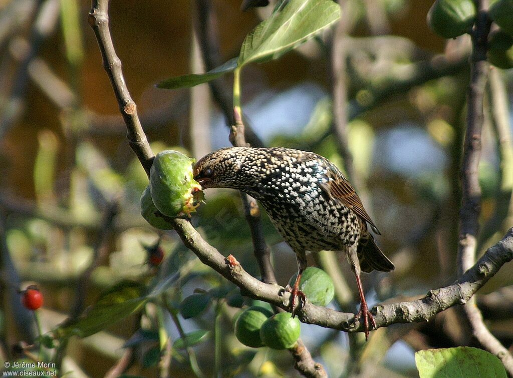 Common Starlingadult, feeding habits, Behaviour