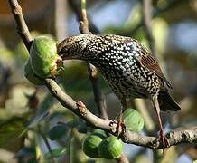 Common Starling