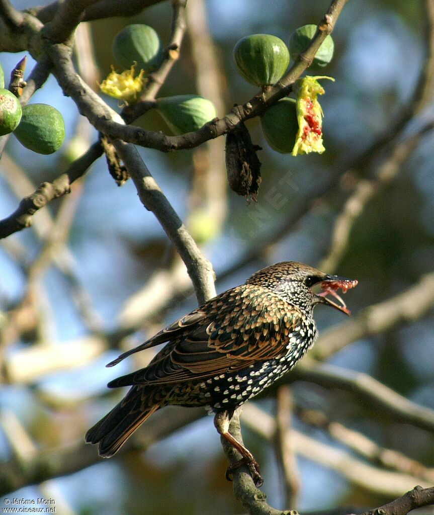 Common Starlingadult, feeding habits, Behaviour