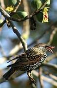 Common Starling