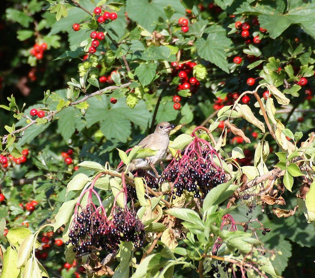 Fauvette à tête noire femelle adulte, identification, régime