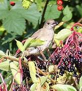 Eurasian Blackcap