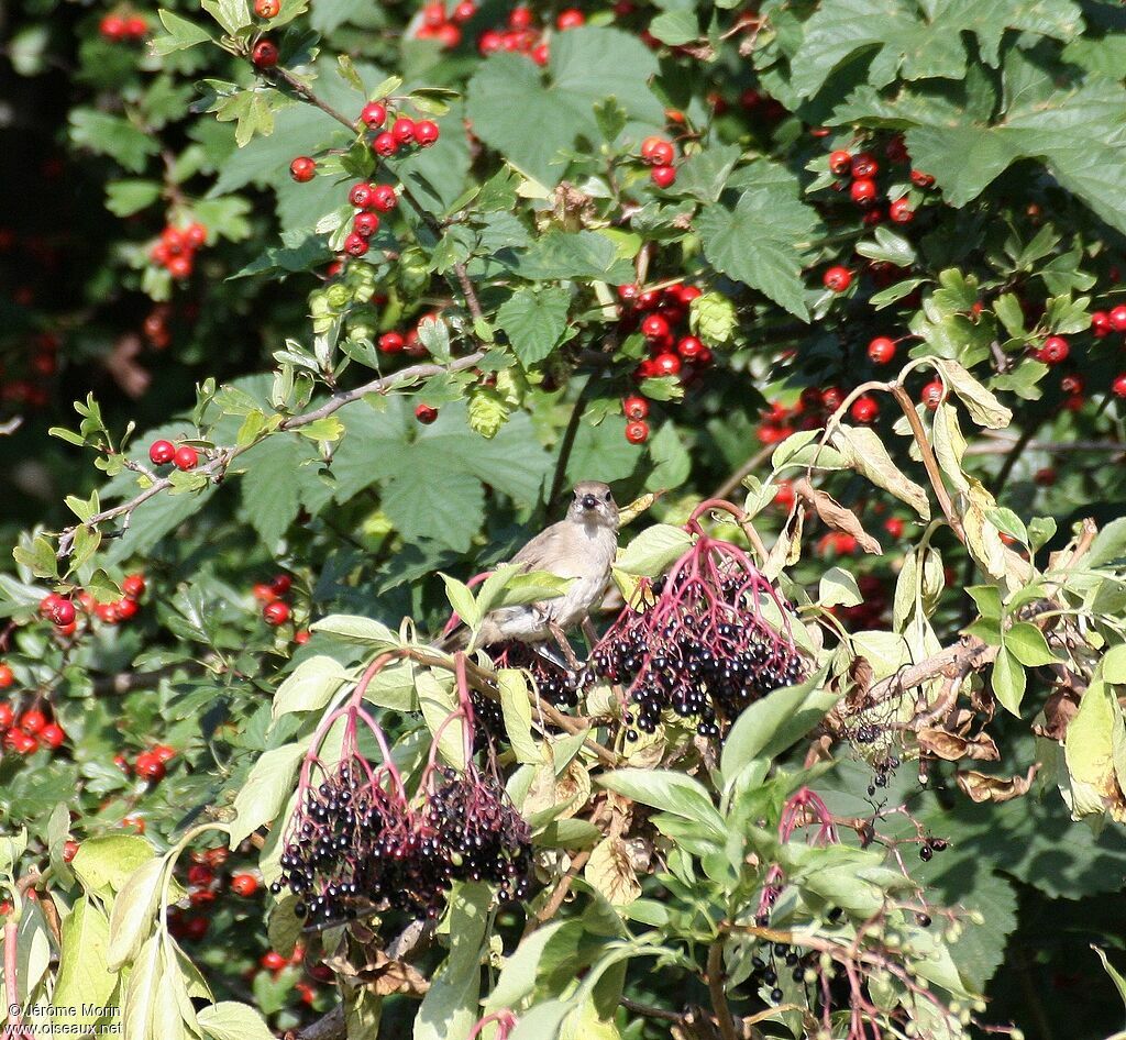 Eurasian Blackcap female adult, feeding habits