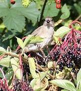 Eurasian Blackcap