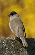 Eurasian Blackcap