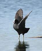 Eurasian Coot