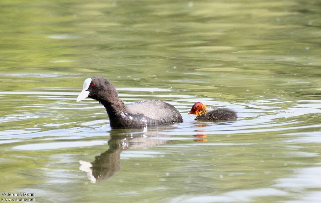 Eurasian Cootadult, identification, Behaviour