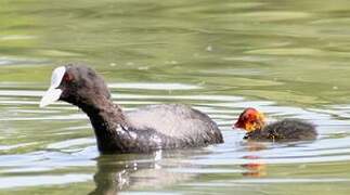 Eurasian Coot