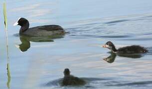 Eurasian Coot