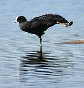 Eurasian Coot