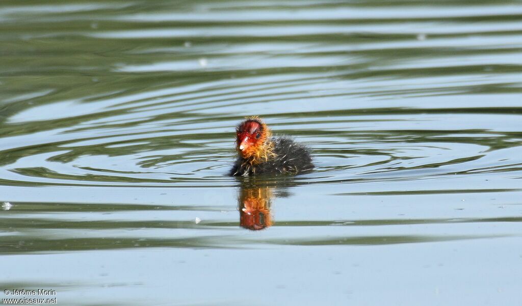 Eurasian CootFirst year, identification