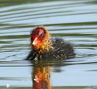 Eurasian Coot