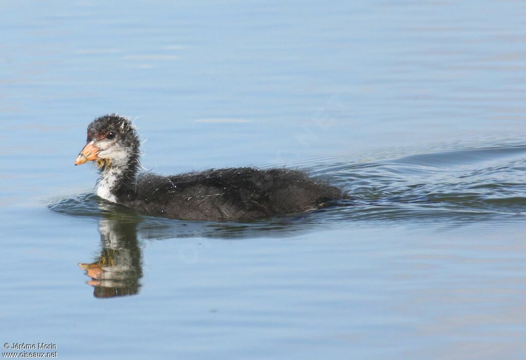 Eurasian CootFirst year, identification