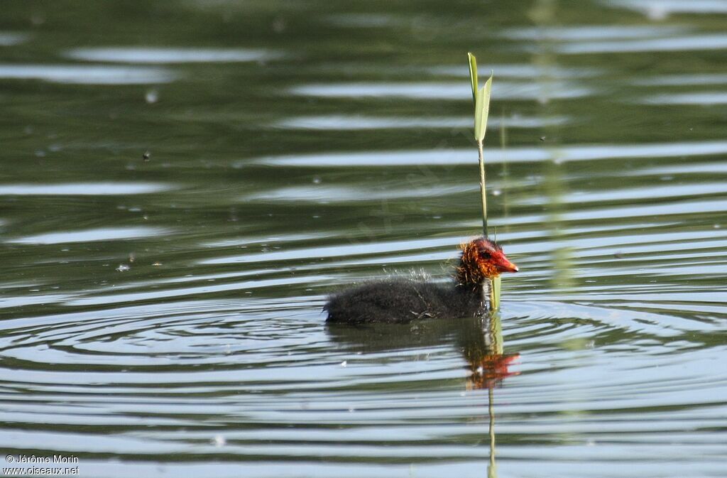 Eurasian CootFirst year, identification