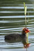 Eurasian Coot