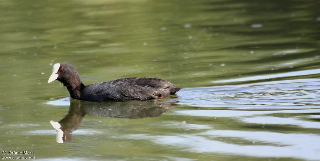 Eurasian Cootadult, identification