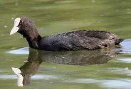 Eurasian Coot