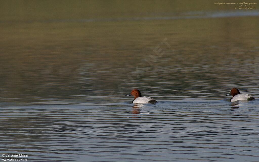 Common Pochardadult, identification