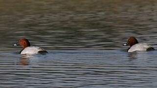 Common Pochard