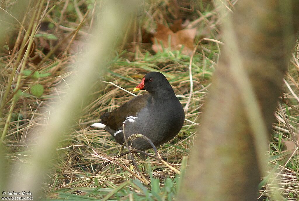 Gallinule poule-d'eauadulte, identification