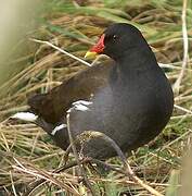 Common Moorhen