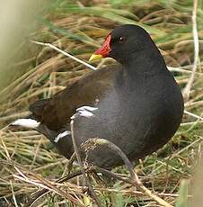 Gallinule poule-d'eau