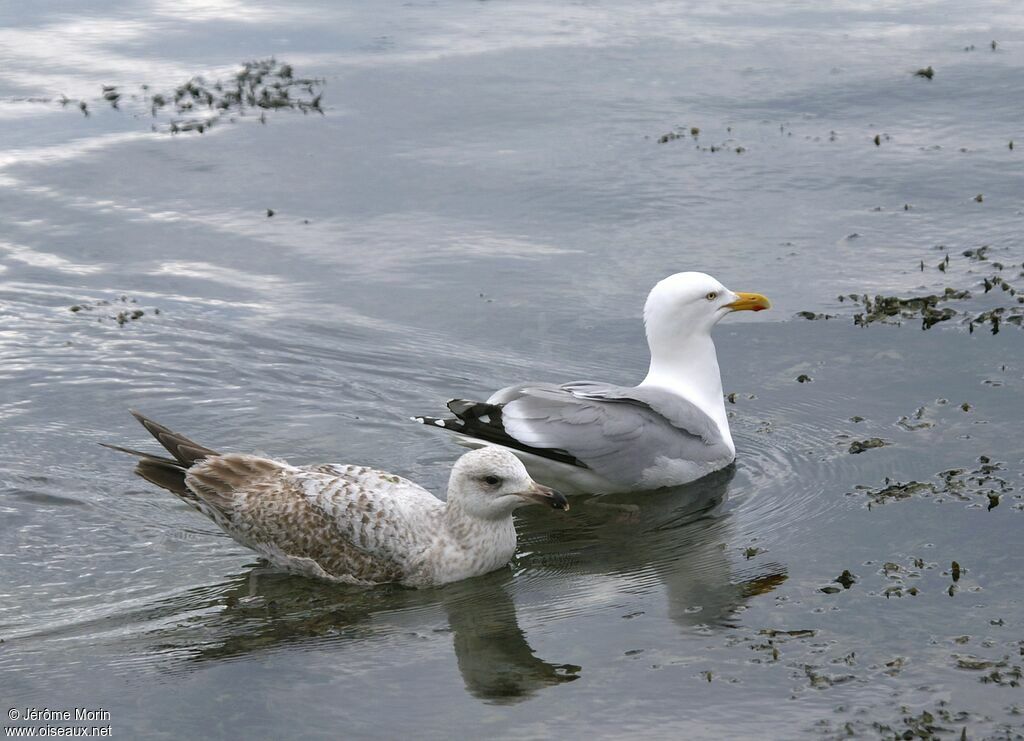 European Herring Gulljuvenile, identification, Behaviour