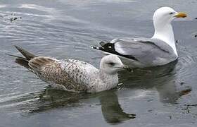 European Herring Gull