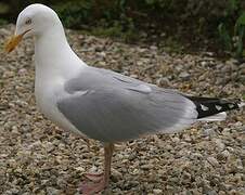 European Herring Gull