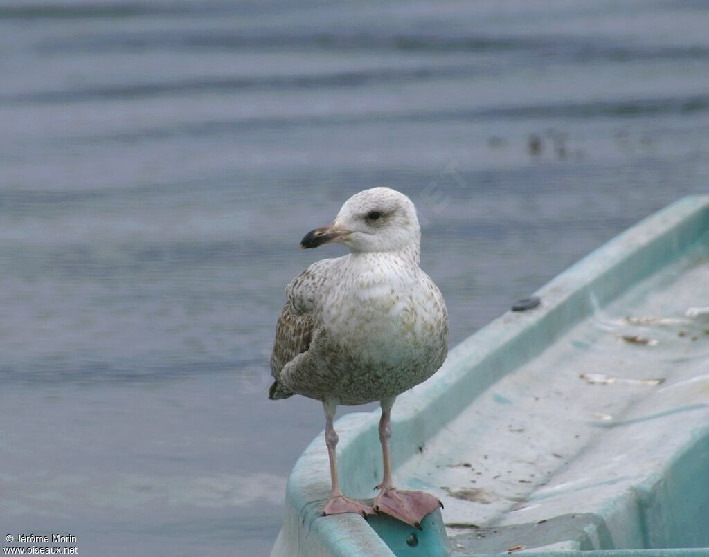 European Herring Gulljuvenile, identification