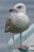 European Herring Gull