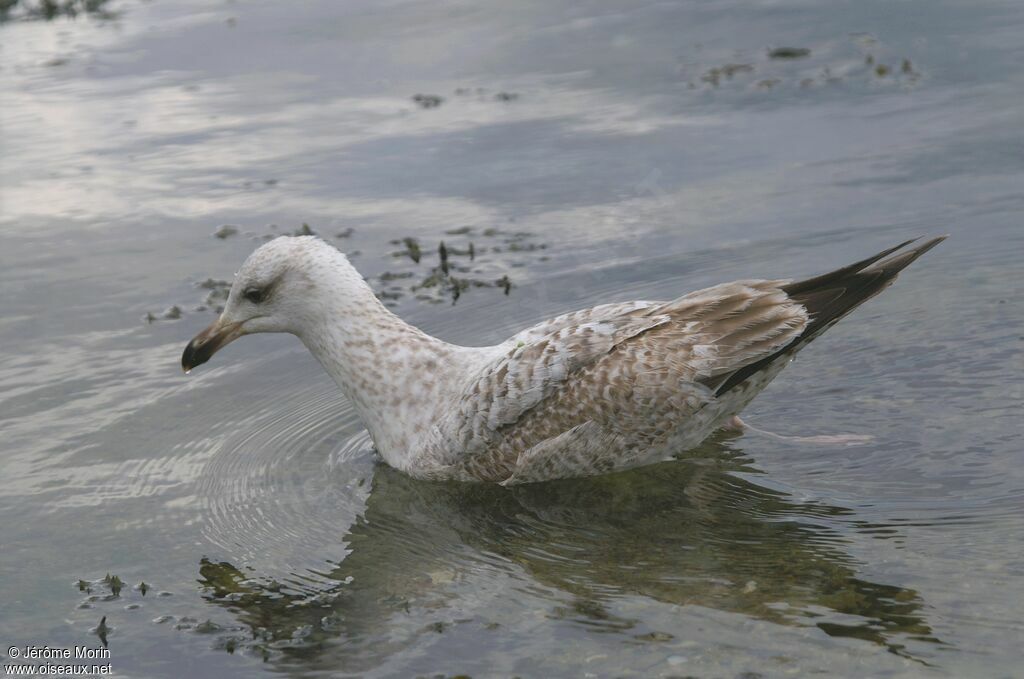 Goéland argentéjuvénile, identification