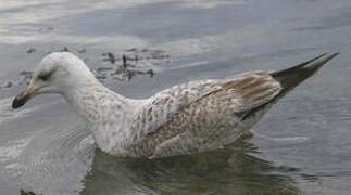 European Herring Gull