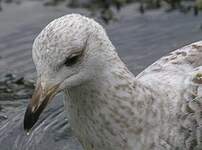 Goéland argenté