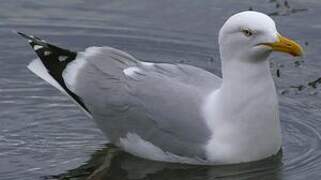 European Herring Gull