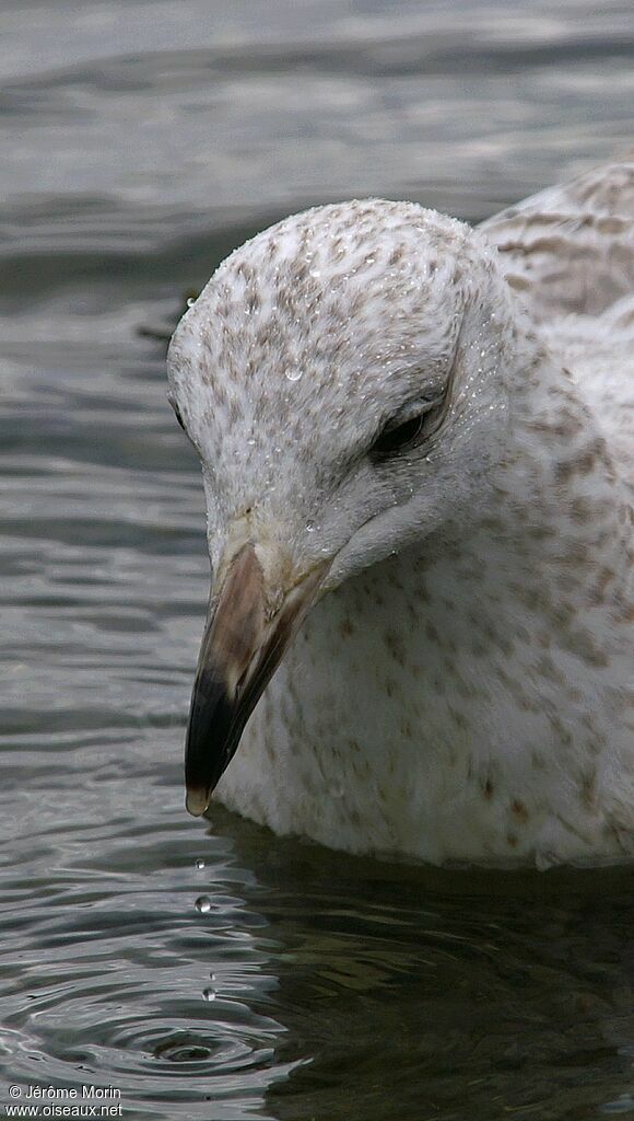 European Herring Gulljuvenile, identification