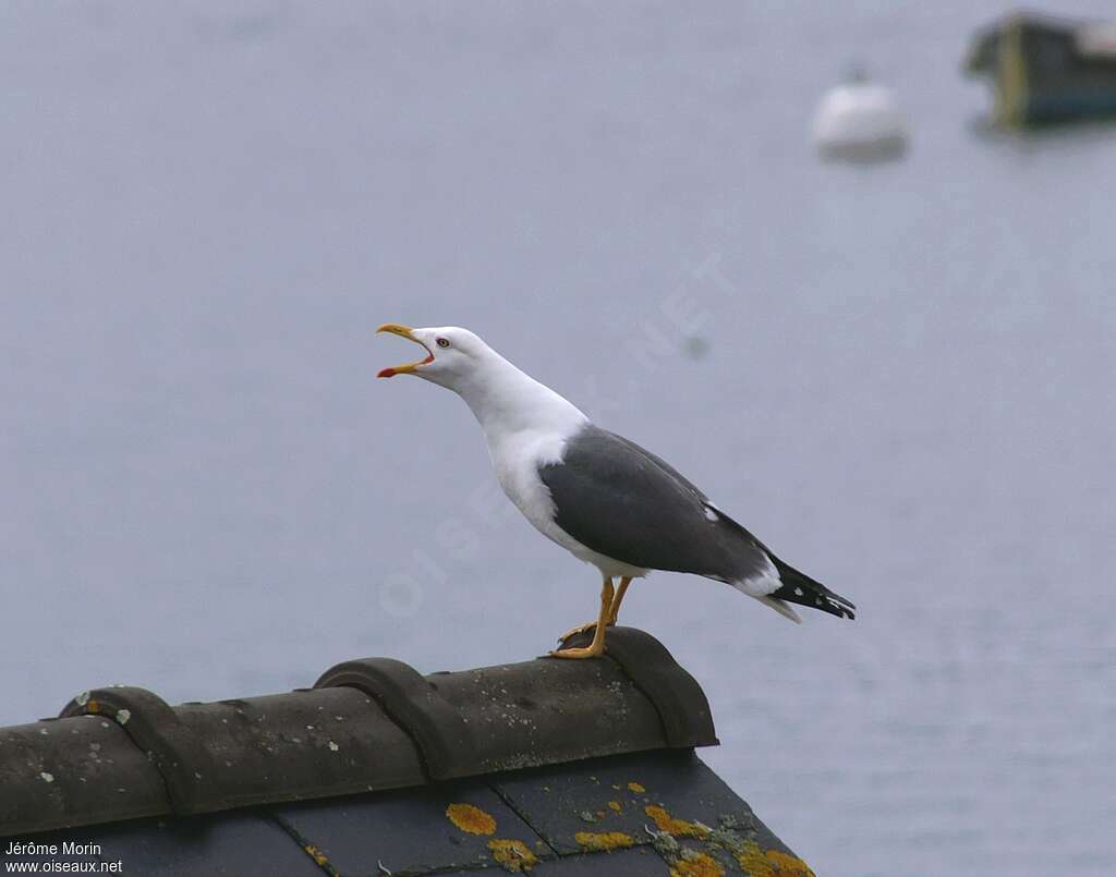 Lesser Black-backed Gulladult breeding, song