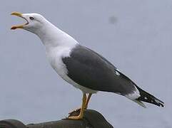 Lesser Black-backed Gull