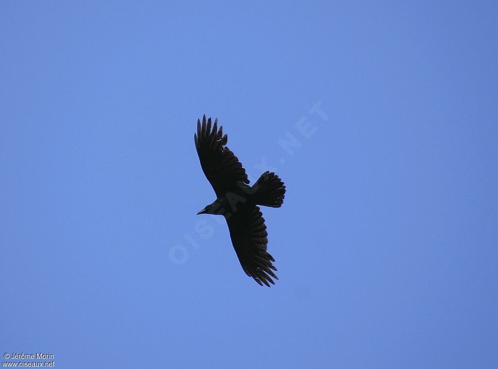 Northern Ravenadult, Flight