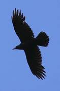 Northern Raven