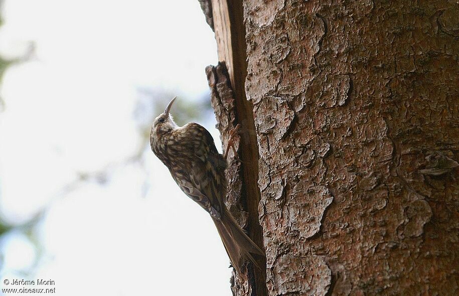 Eurasian Treecreeperadult, identification