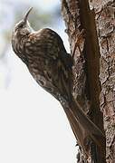 Eurasian Treecreeper