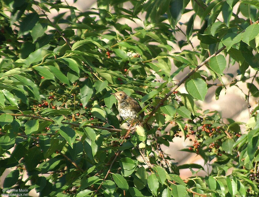 Song Thrushadult, identification, feeding habits