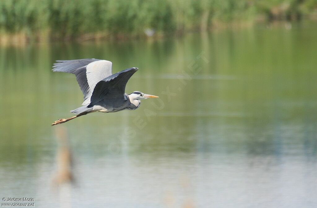 Grey Heronadult, Flight